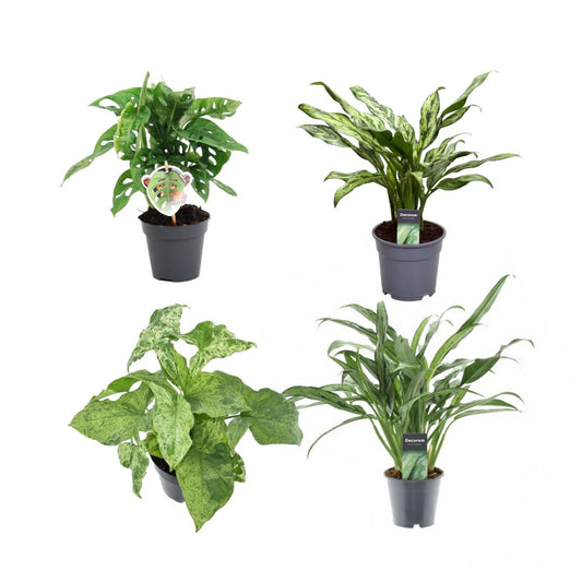 Groene mix van 4 planten - Monstera obliqua 'Monkey Leaf' - 25 cm - 12 - Aglaonema Juliette - 40 cm - 12 - Syngonium Mottled - 25 cm - 12 - Aglaonema Cutlass - 40 cm - 12
