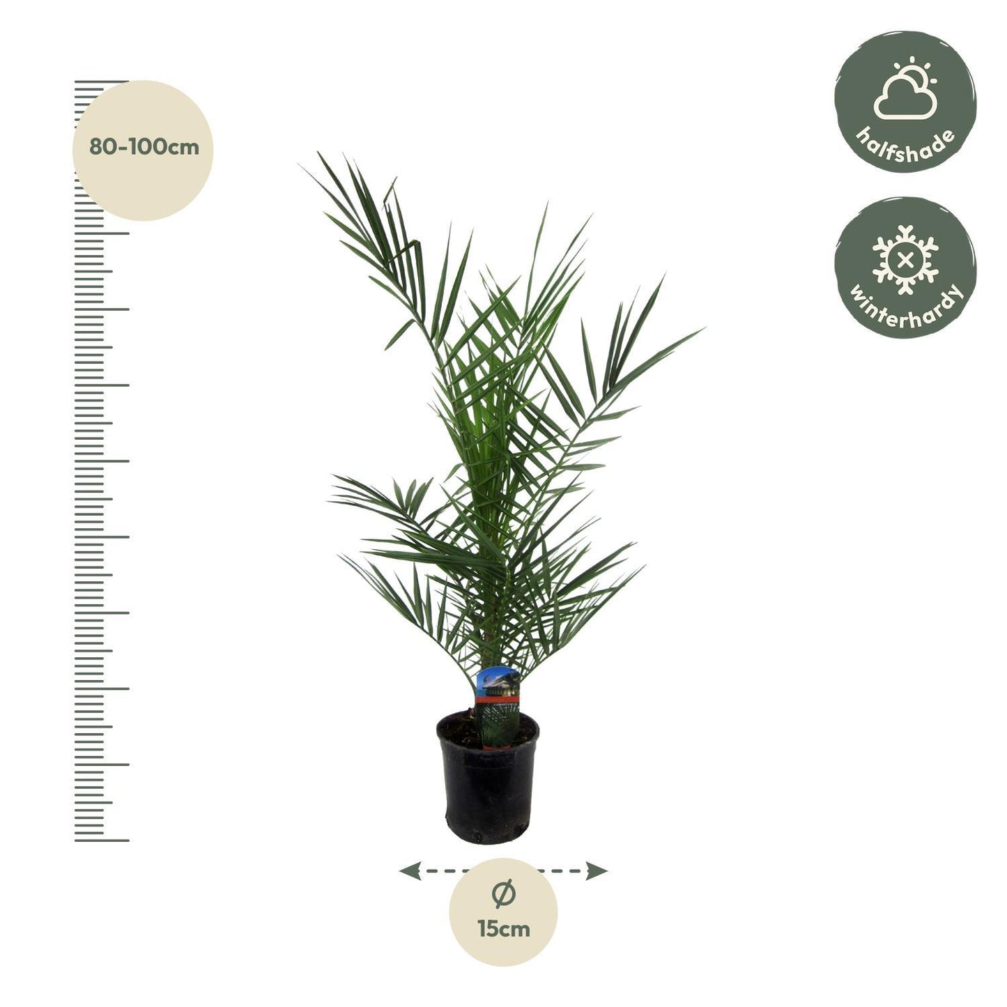 Phoenix Canariensis - 80 cm - 15cm