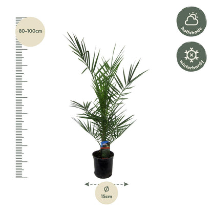 Phoenix Canariensis - 80 cm - 15cm