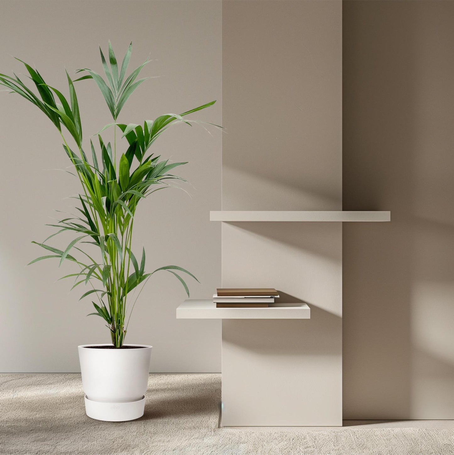 Palmera Kentia - Altura 160cm - Maceta 24cm