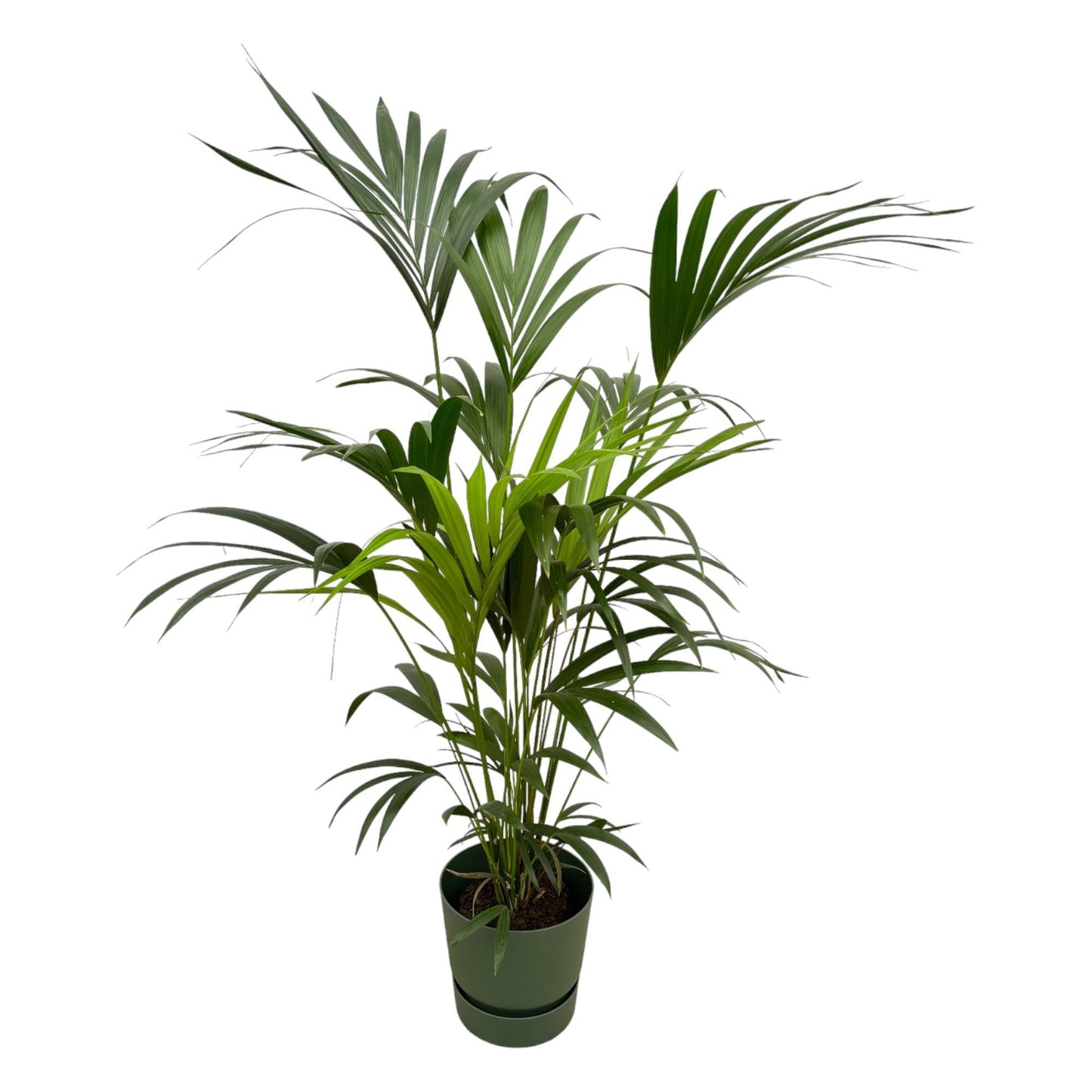 Palmera Kentia + Elho Greenville Redonda verde - 160 cm - 30 cm