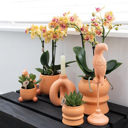 Orange Orchid – Rolling Peach Pot – Size 9cm – 35cm