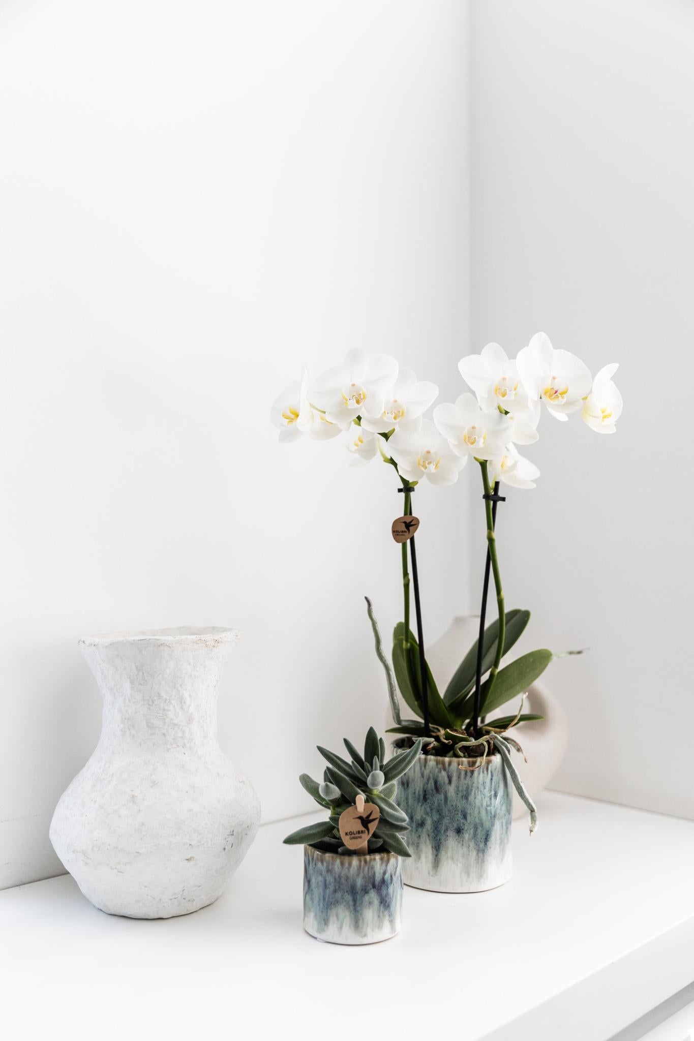 Witte Orchidee – Amabilis + Sky Pot – Potmaat 9cm – Hoogte 40cm