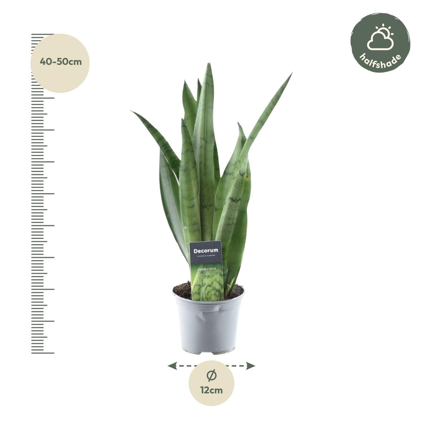 Sansevieria Spearmint - 45 cm - 12 cm