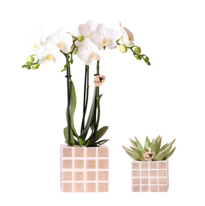 Set of White Amabilis Orchid in Mosa Brown Decorative Pots - Pot Size 9cm & 6cm