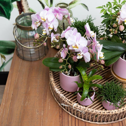 Pink Orchid – Andorra + Gold Foot Pink Pot – Pot Size 9cm – 35cm