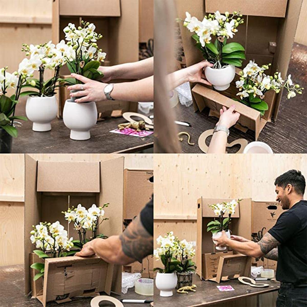 Orquídea Amarilla - México + Citrus Maceta Decorativa Amarilla - Tamaño Maceta 9cm