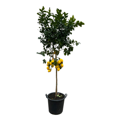 Citrus Lemon - 260 cm - 50cm