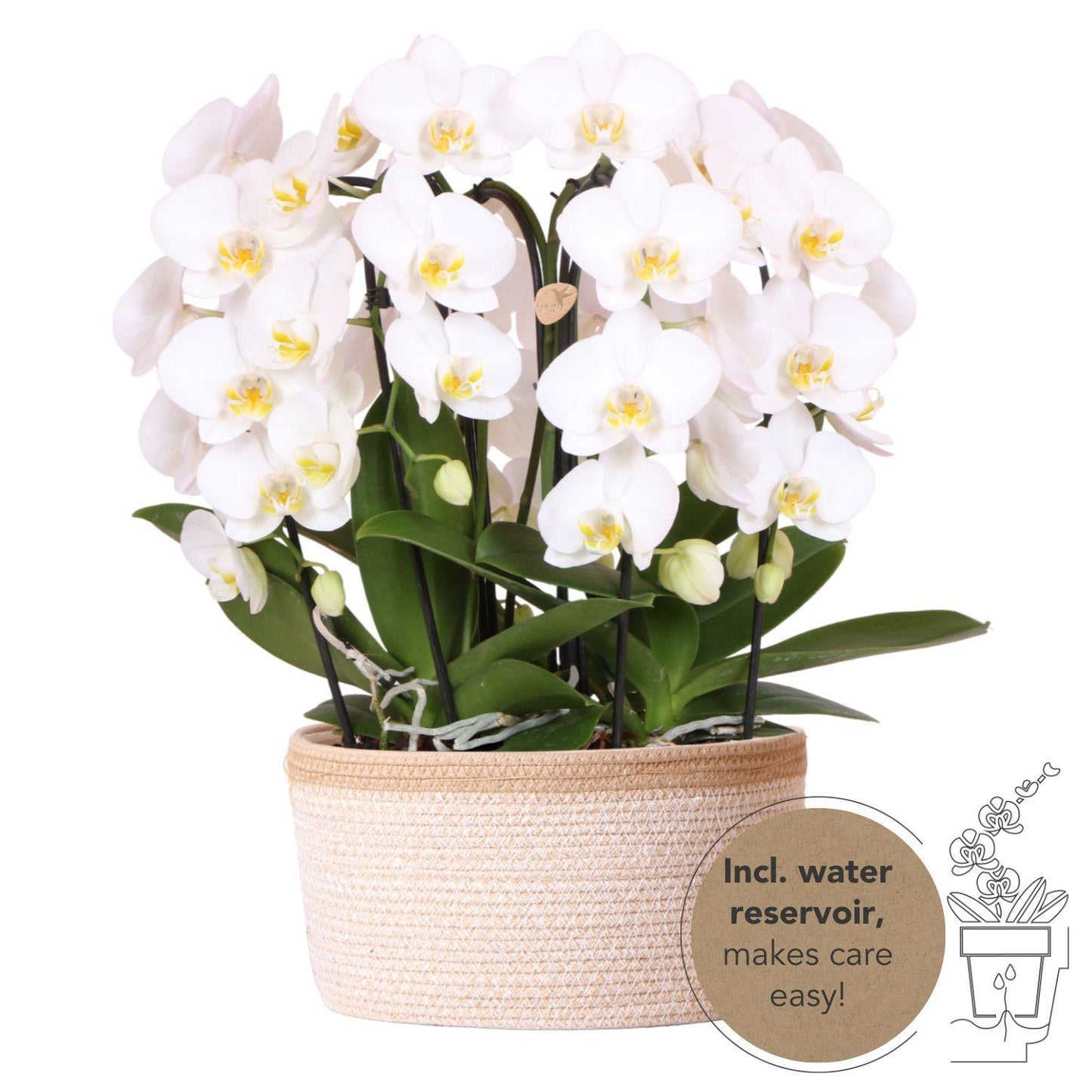Witte mono-orchideeënset in katoenen mand + zelfvoorzienend waterreservoir