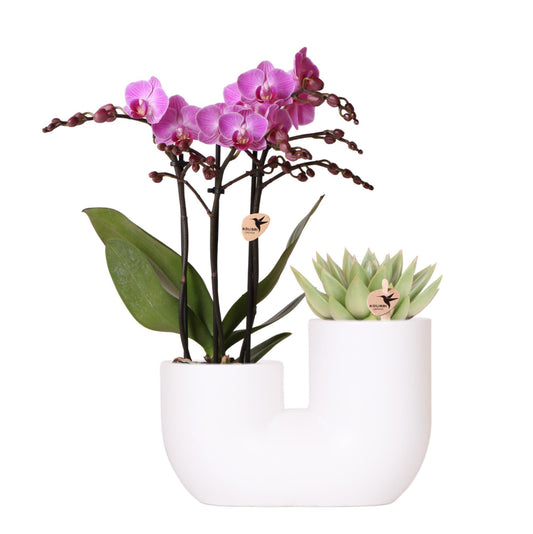 Set of Pink Orchid  White Tube Decorative Pot - Pot Size 9cm