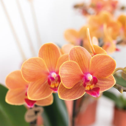 Orange Orchid Bolzano - pot size 9cm
