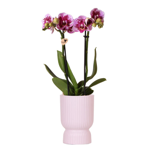 Pink Purple Orchid - El Salvador + Diabolo Pink - Pot Size 9cm