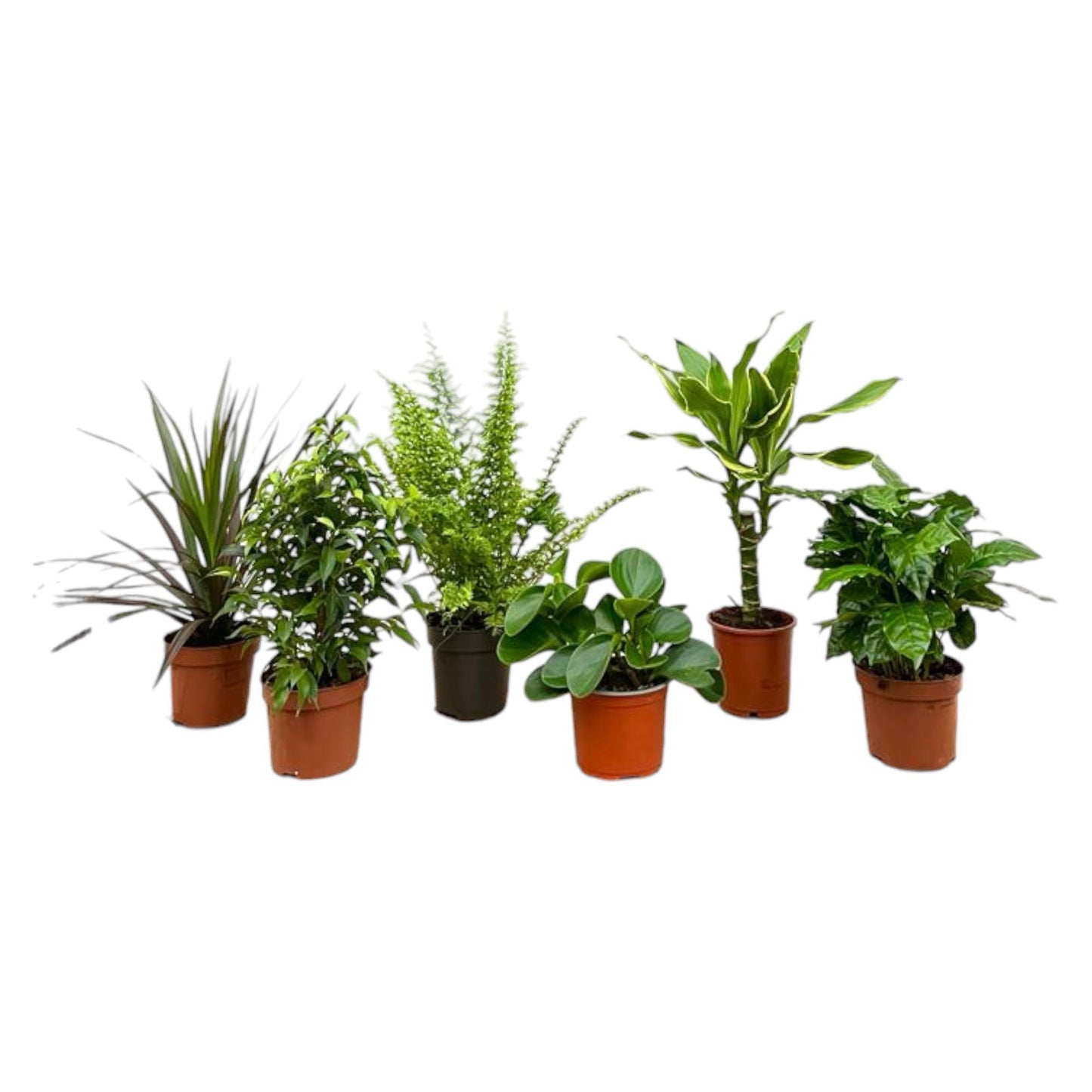 Suprise Box - 6 planten - Hoogte 20-40 cm - Potmaat 12 cm