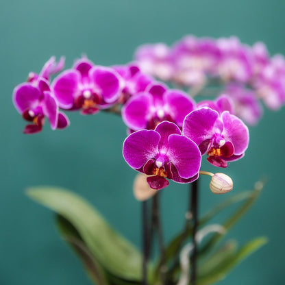 COMBI DEAL of 4 Purple Orchids - pot size 9cm