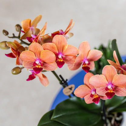 Orange Orchid Bolzano + Star Fish Decorative Pot - Pot Size 9cm