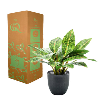 Artifial Plant - Croton Codiaeum - Wonder Bush - 38 cm