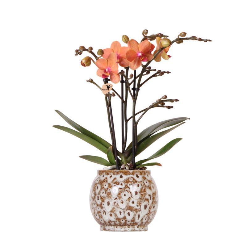 Orange Orchid Mineral Bolzano + Safari Pot size 9cm