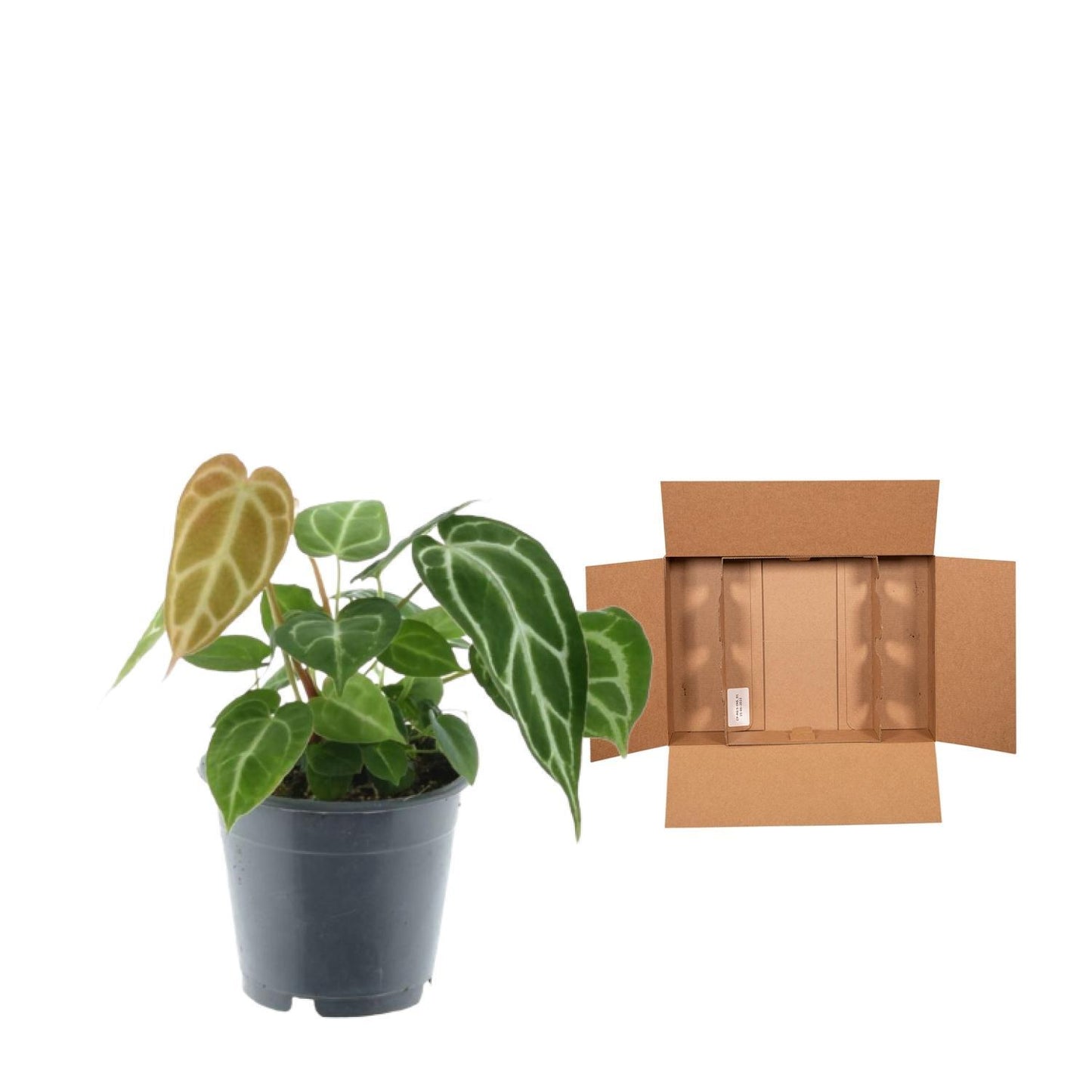 Groene mix 3 planten - 35 cm - Potmaat 12 cm - Monstera obliqua 'Monkey Leaf' + Philodendron Brandtianum + Anthurium Chrystallium