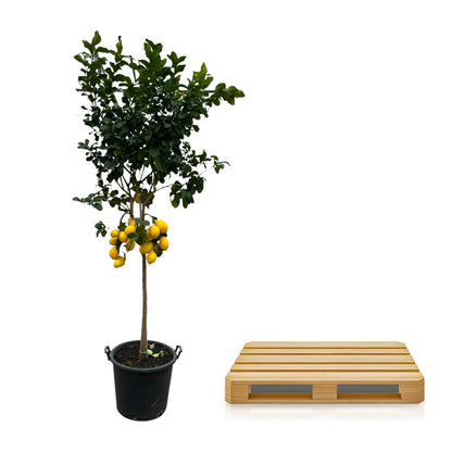 Citrus Lemon - 260 cm - 50cm