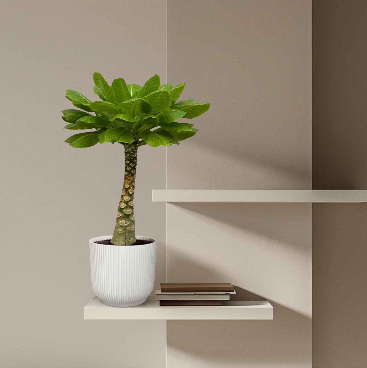 Birghamia Insignis - 30 cm - 12cm