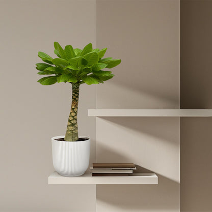 Birghamia Insignis - 30 cm - 12cm