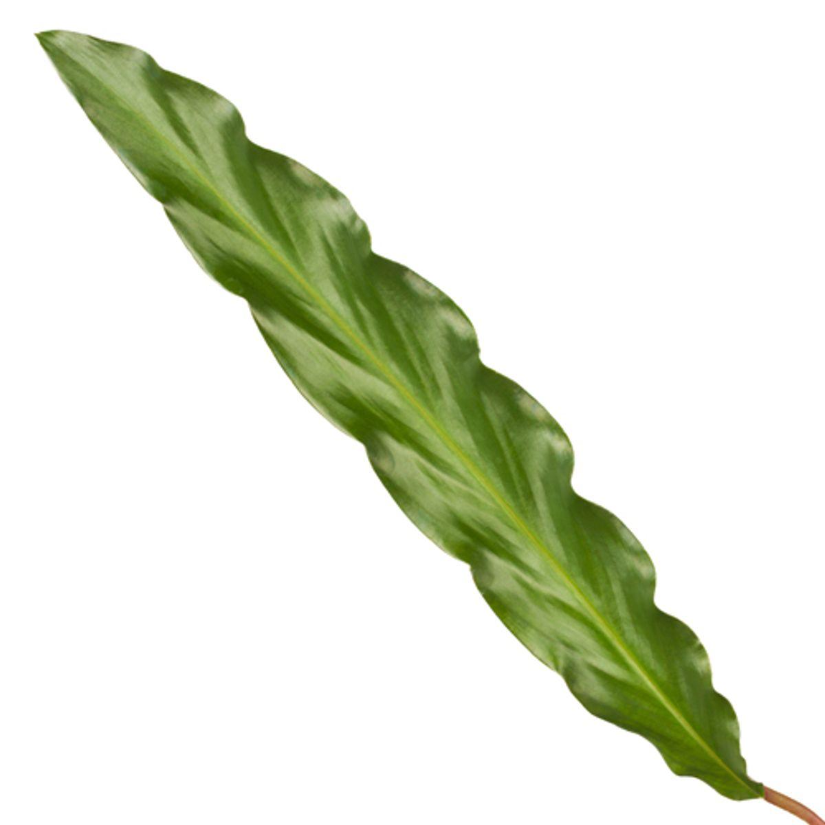 Calathea Elgergrass - 40 cm - 12cm