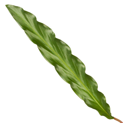 Calathea Elgergrass - 40 cm - 12cm