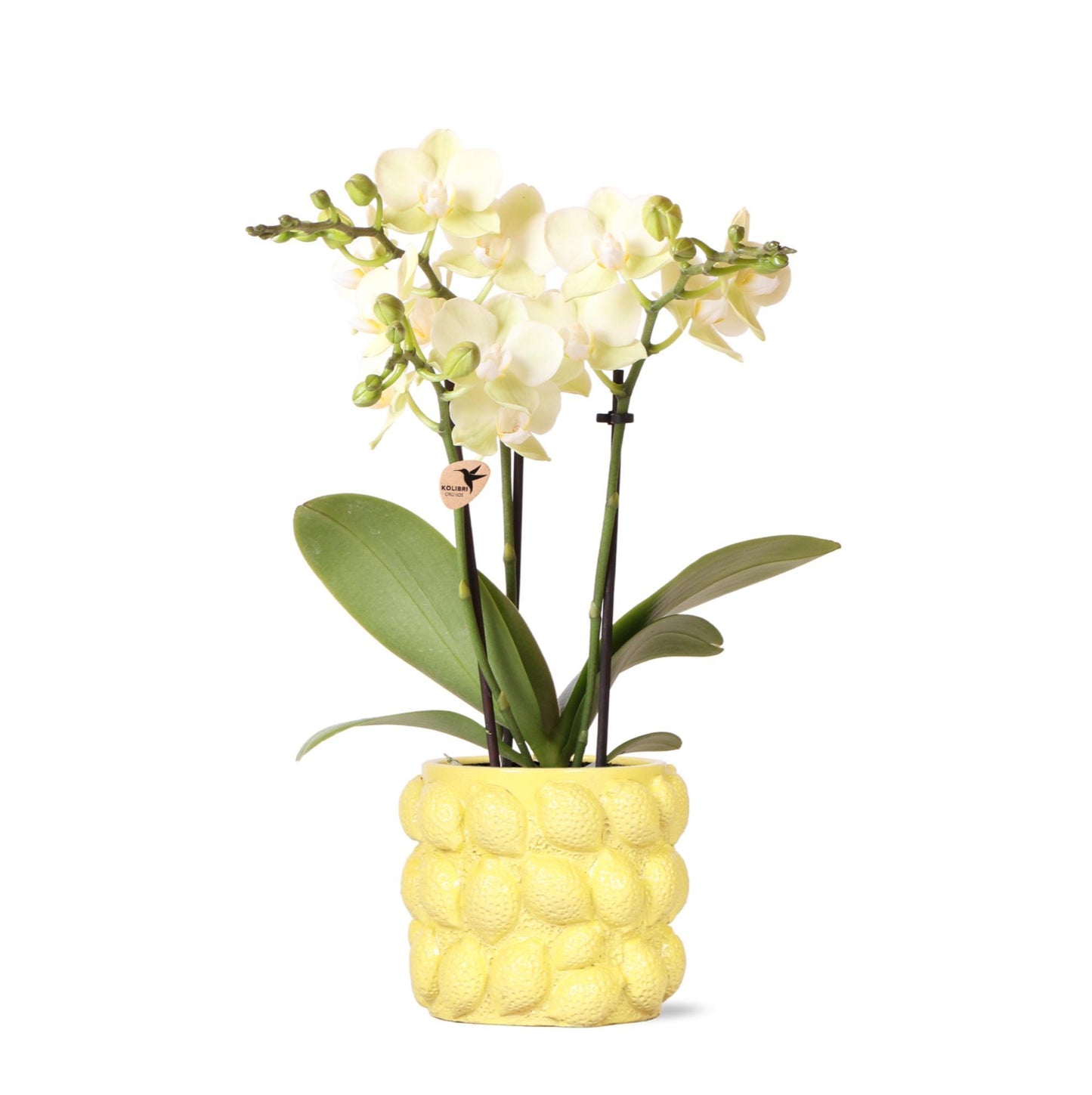 Orquídea Amarilla - México + Citrus Maceta Decorativa Amarilla - Tamaño Maceta 9cm