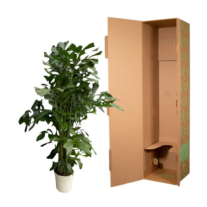 Caryota Mitis - Altura 170 cm - Maceta 24 cm