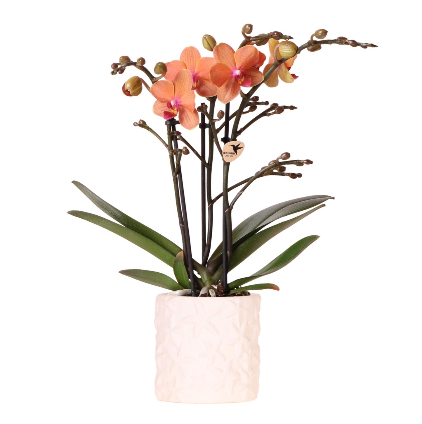Orange Orchid Bolzano + Star Fish Decorative Pot - Pot Size 9cm