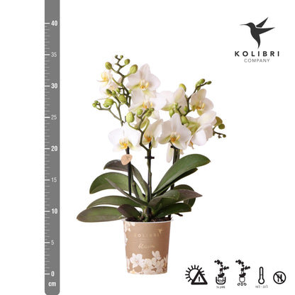 White Orchid - Lausanne - pot size 9cm