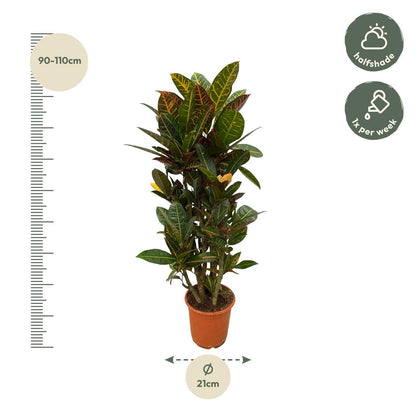 Codiaeum (Croton) Petra vertakt - Altura 100 cm - Tamaño de maceta 21 cm
