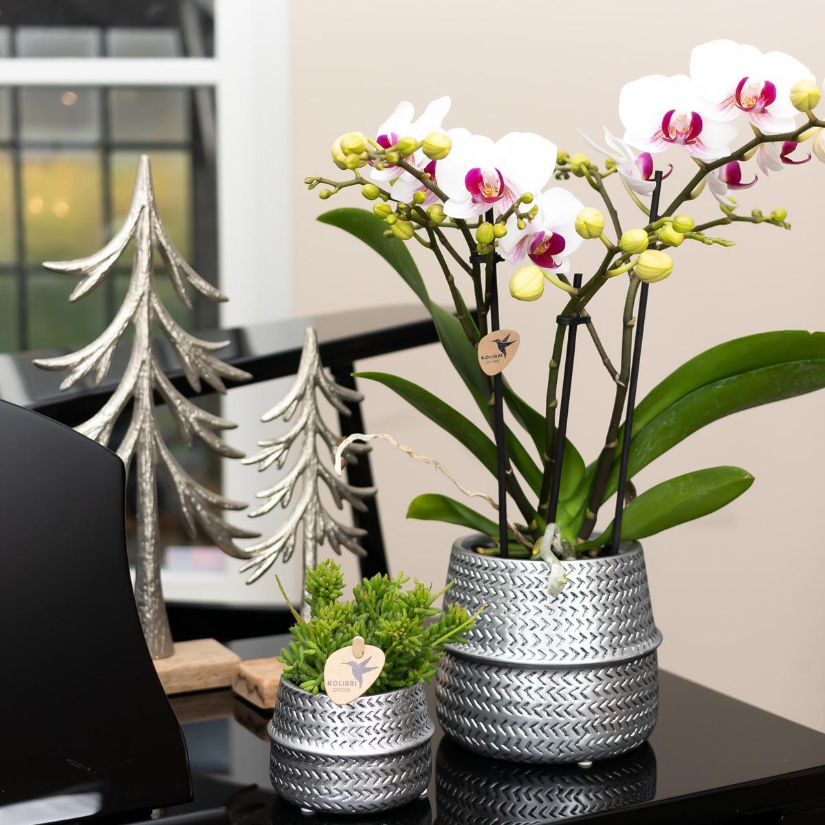 White Ghent Orchid in Silver Groove Decorative Pot - Pot Size 12cm