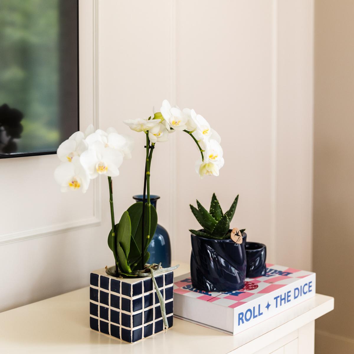 White Orchid Amabilis + Mosa Blue Decorative Pot Size 9cm