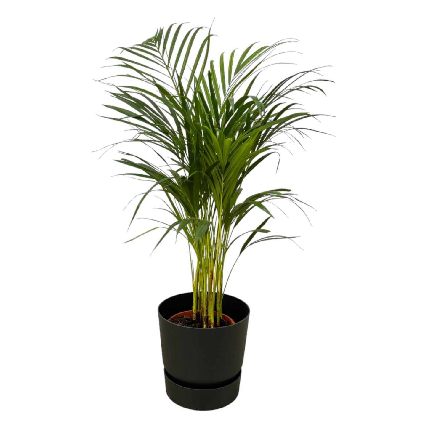 Areca Palm - Height 85cm + Elho Greenville Round Pot - Black D24xH23