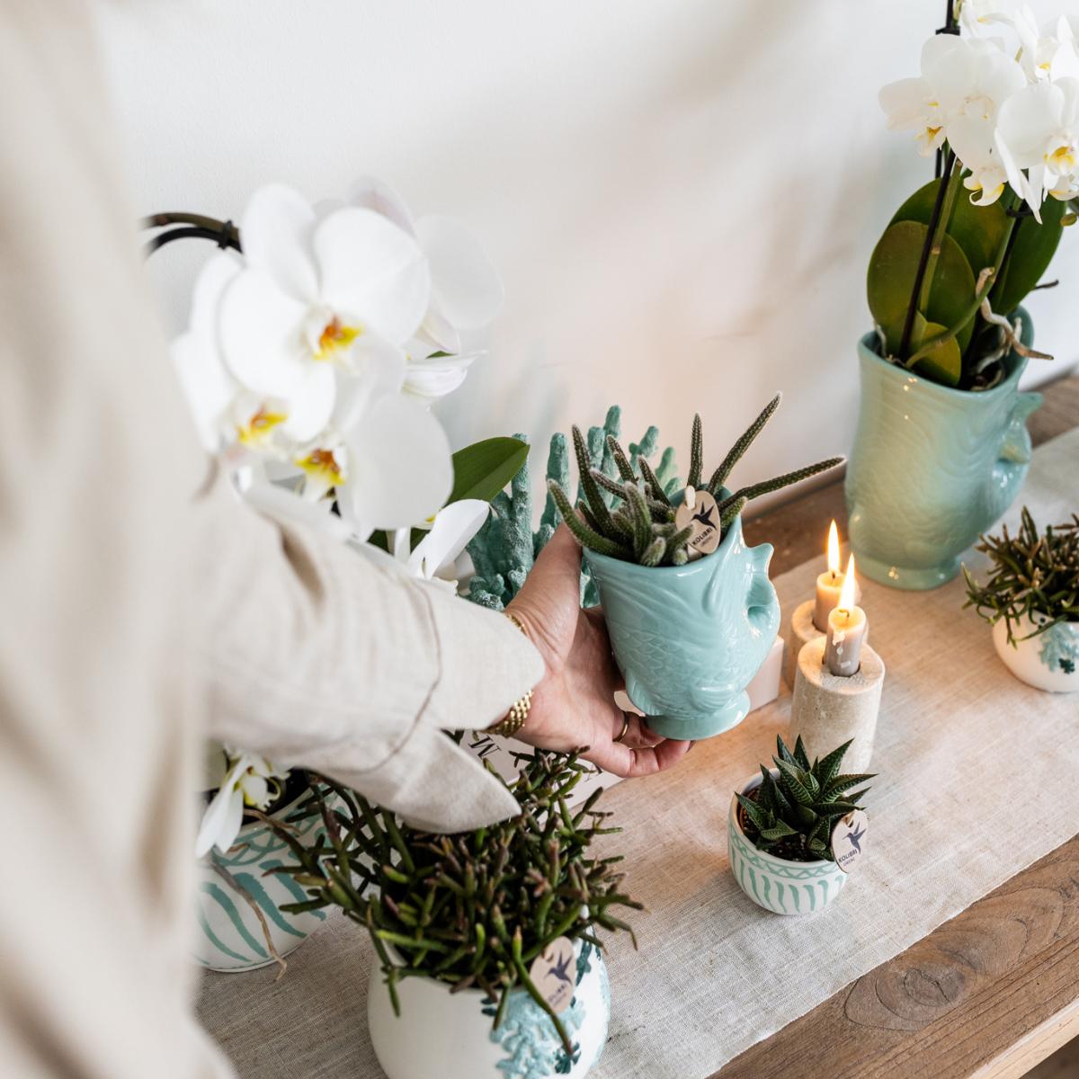 Plant Set Fish Turquoise - Set of White Orchid 9cm + Green Succulent Crassula Hobbit 6cm - incl. Turquoise Ceramic Pots