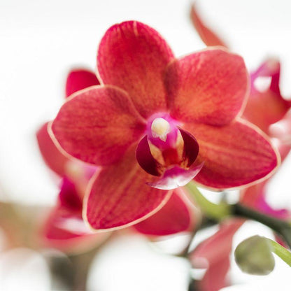 Red orchid - Congo + Diabolo travertine - pot size 9cm