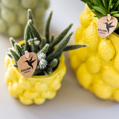 Gift Citrus Yellow Orchids and Succulents incl. ceramic pots