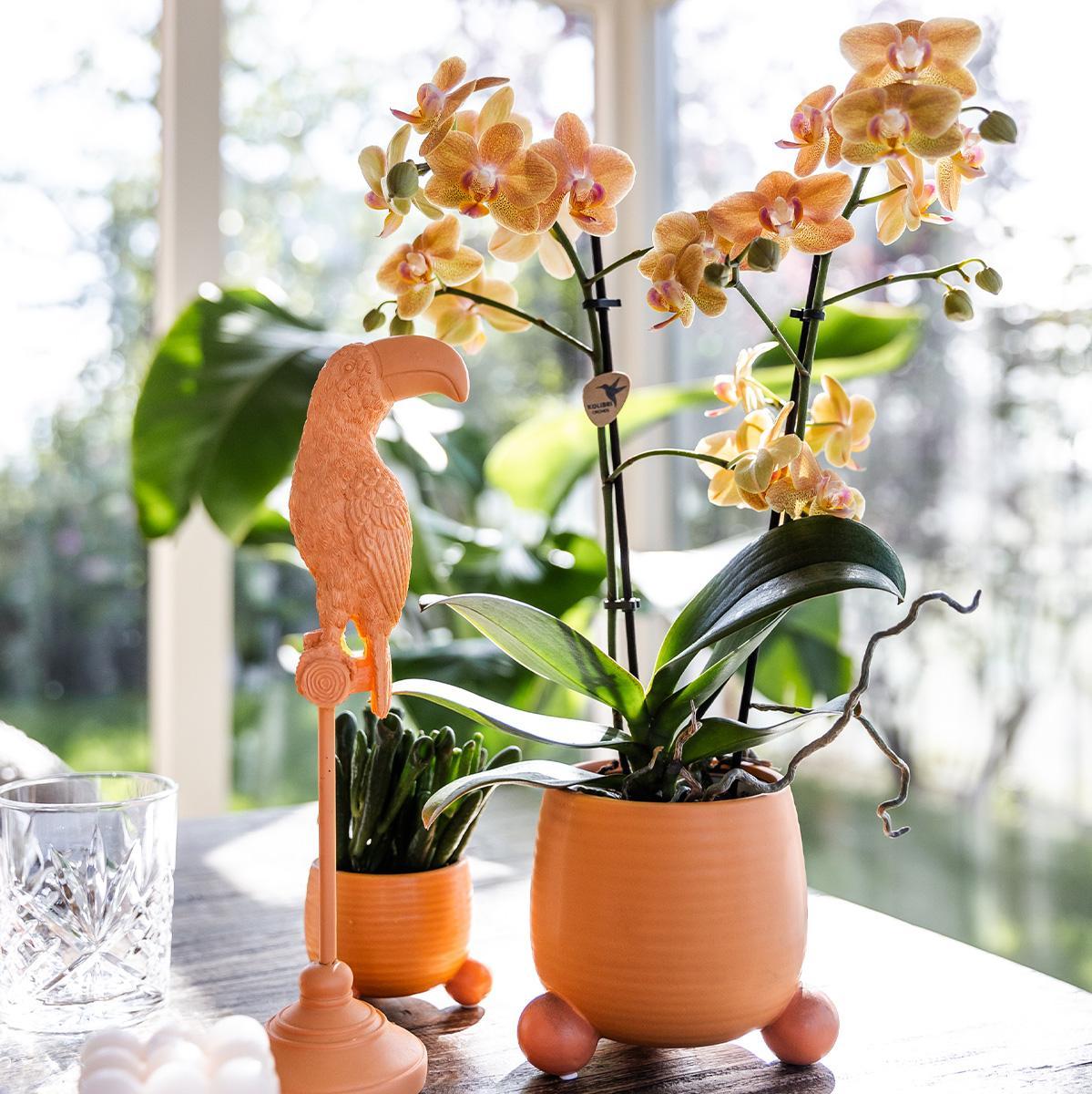 Orange Orchid Mineral Bolzano + Rolling peach - pot size 9cm