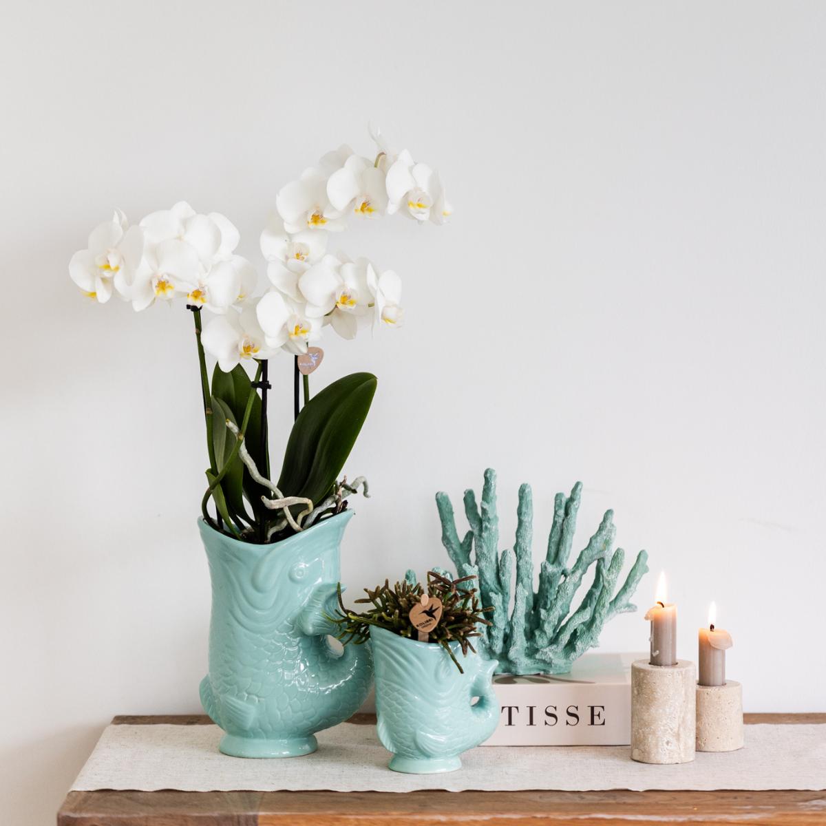 Plant Set Fish Turquoise - Set of White Orchid 9cm + Green Succulent Crassula Hobbit 6cm - incl. Turquoise Ceramic Pots