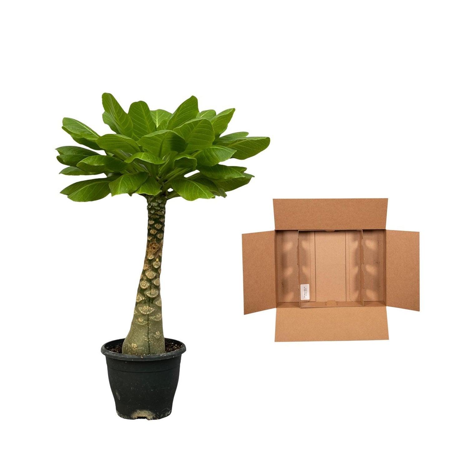 Birghamia Insignis - 30 cm - 12cm