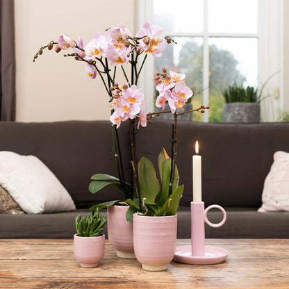Pink Orchid - Mineral Kikion - Pot Size 12cm