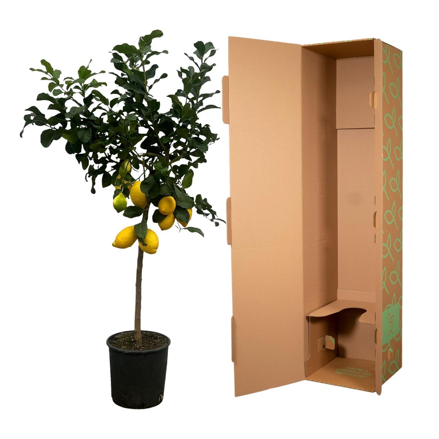 Limonero Citrus - 150 cm - 24cm