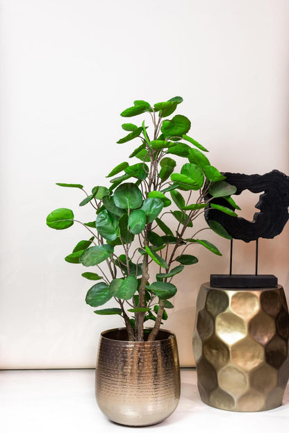 Planta artificial - Polyscias - Aralia - 105 cm