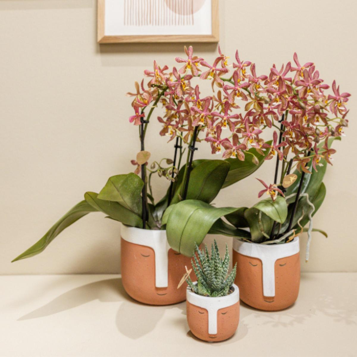 Orange Orchid - Spider - Pot Size 9cm