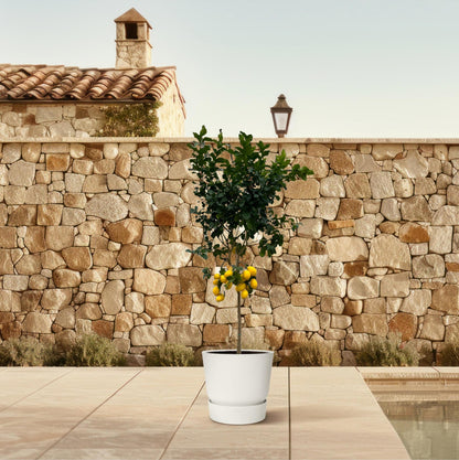Citrus Lemon - 260 cm - 50cm