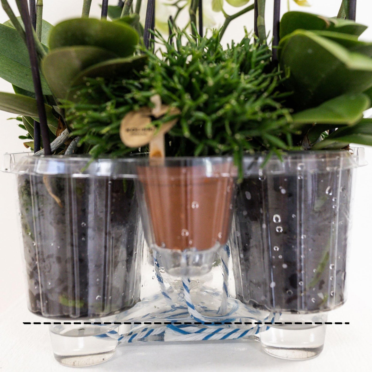 Plant Set in Reed Basket - Three Purple Orchids Morelia 9cm + Three Green Plants Rhipsalis - Jungle Bouquet Purple incl. Self-Sustaining Water Reservoir