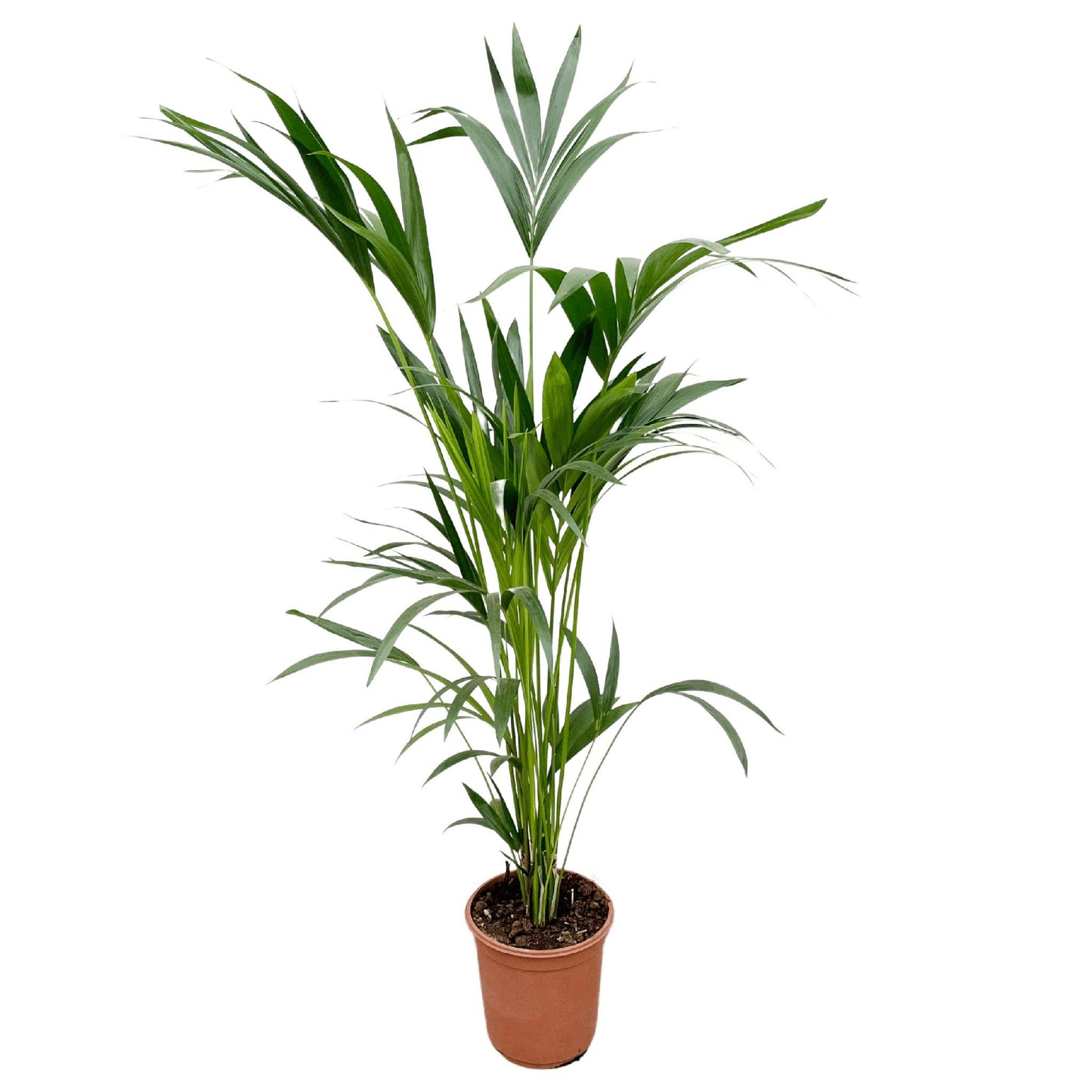 Palmera Kentia - Altura 160cm - Maceta 24cm