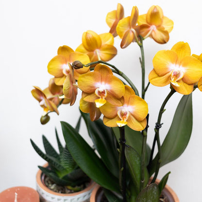 Orange Orchid in Gold Groove Pot - 12cm