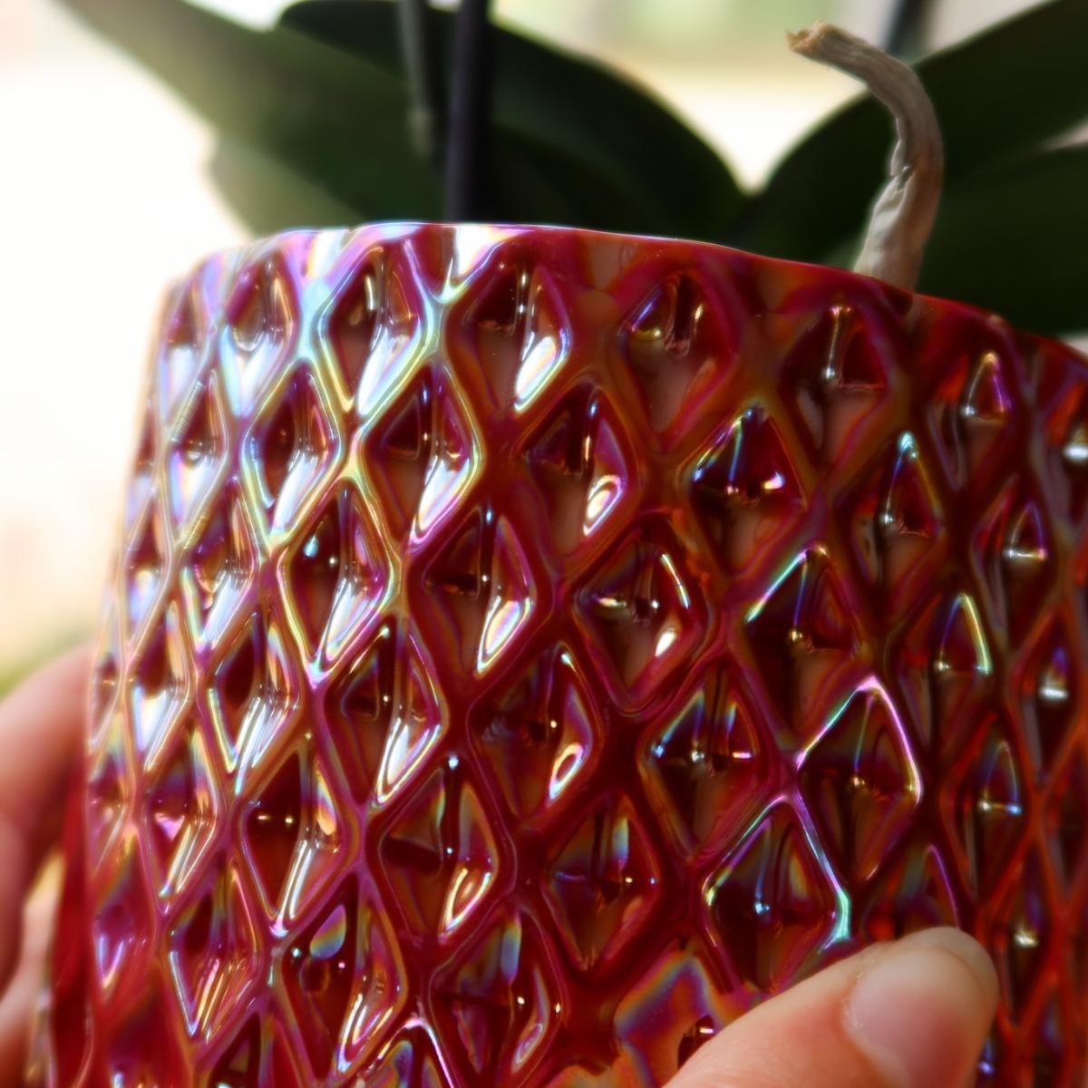 Red Orchid Congo + Pearl Red Pot Size 9cm